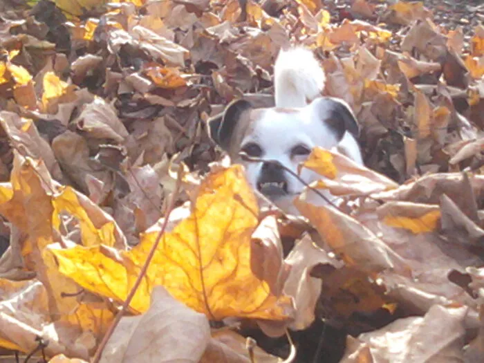Hide & Seek With Lily