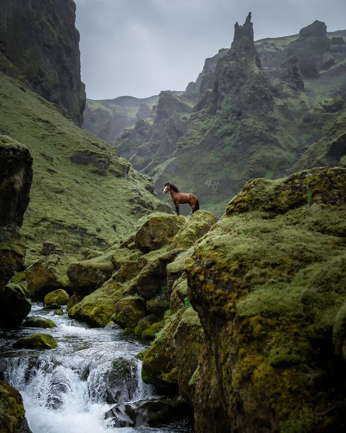 35 Pictures Of Beautiful Horses I Captured In Wild Icelandic Scenery (New Pics)