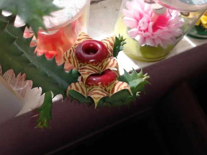 Lifesaver Plant