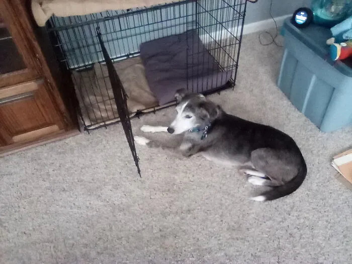 Sheldon Cooper Malicious Compliance. "Go To Your Crate!" So He Did