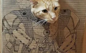 Henry The Cat And Boxes