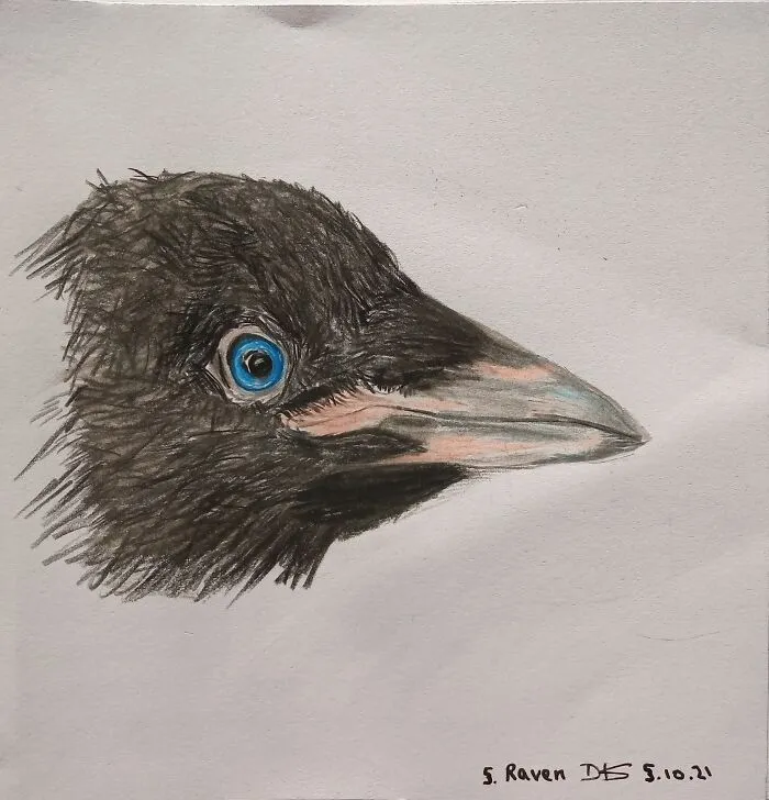 Raven. Branwell From The Tower Of London.