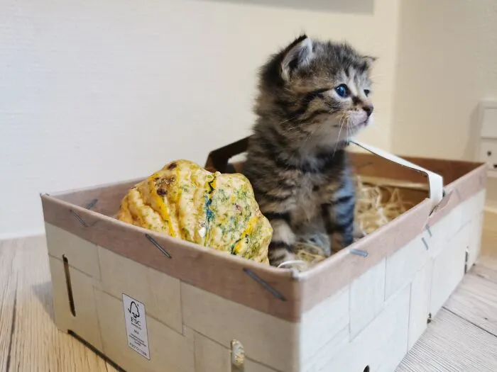Fuzzy Foster Kitten.