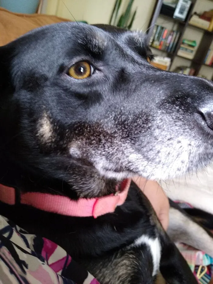 Cuddle Monster Aka Luna