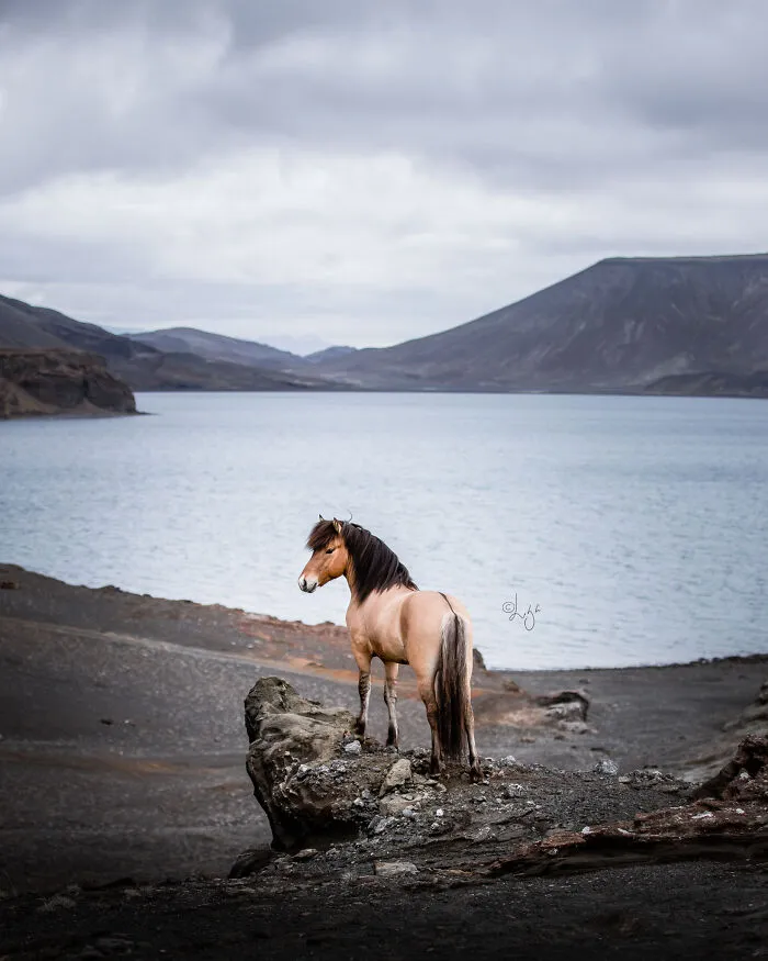 35 Pictures Of Beautiful Horses I Captured In Wild Icelandic Scenery (New Pics)