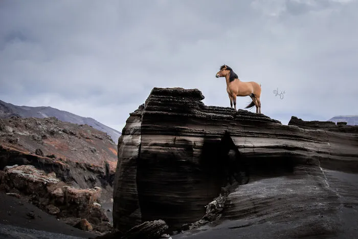 35 Pictures Of Beautiful Horses I Captured In Wild Icelandic Scenery (New Pics)