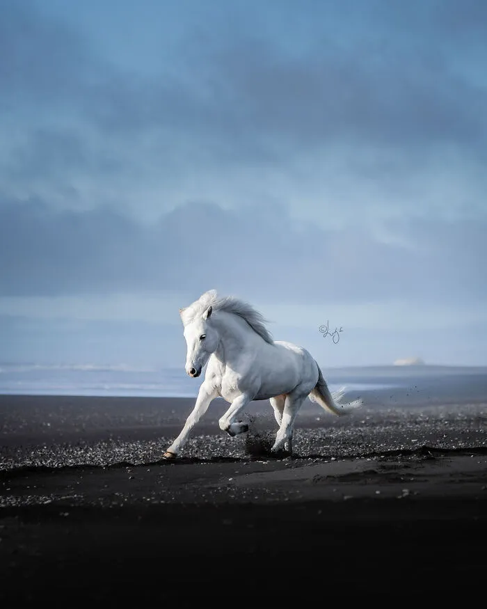 35 Pictures Of Beautiful Horses I Captured In Wild Icelandic Scenery (New Pics)