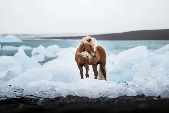 35 Pictures Of Beautiful Horses I Captured In Wild Icelandic Scenery (New Pics)