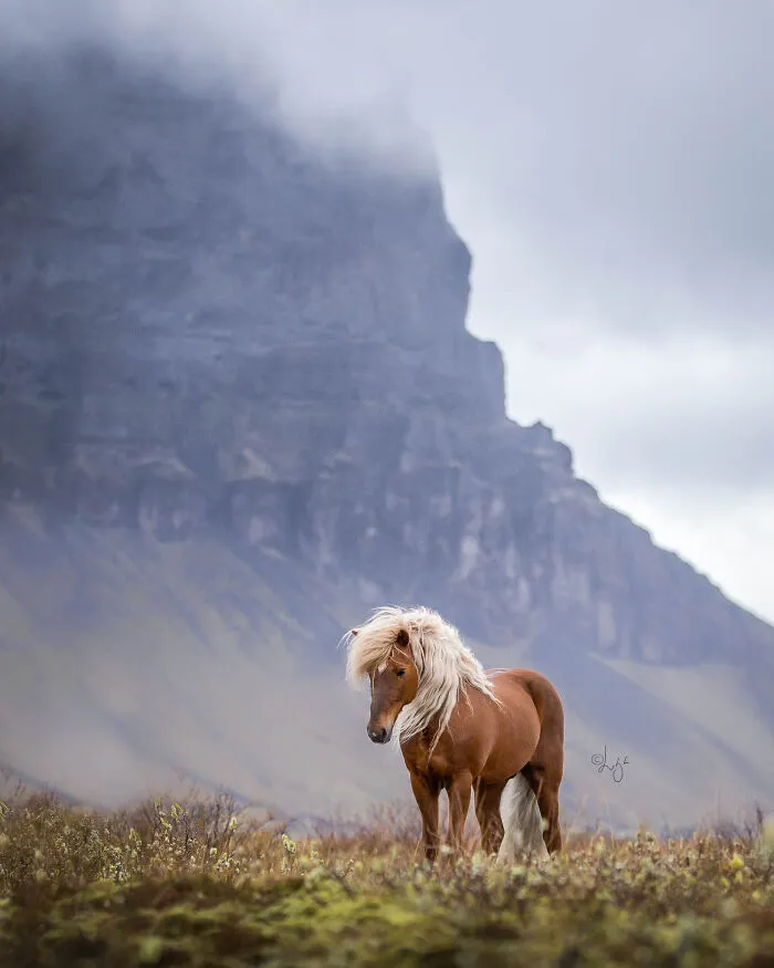 35 Pictures Of Beautiful Horses I Captured In Wild Icelandic Scenery (New Pics)
