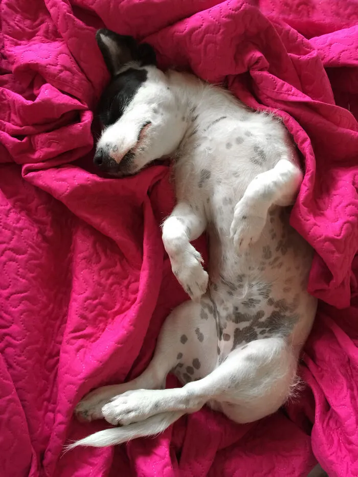 Remy The Pitzu