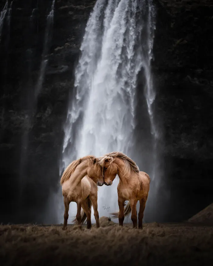 35 Pictures Of Beautiful Horses I Captured In Wild Icelandic Scenery (New Pics)