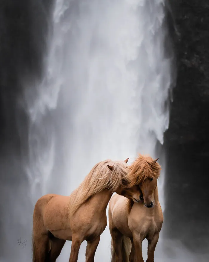 35 Pictures Of Beautiful Horses I Captured In Wild Icelandic Scenery (New Pics)