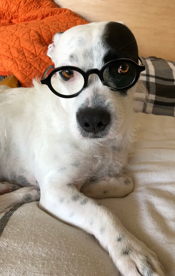 Remy The Pitzu