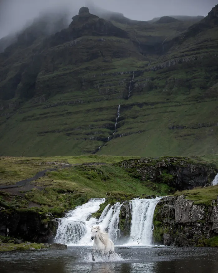 35 Pictures Of Beautiful Horses I Captured In Wild Icelandic Scenery (New Pics)