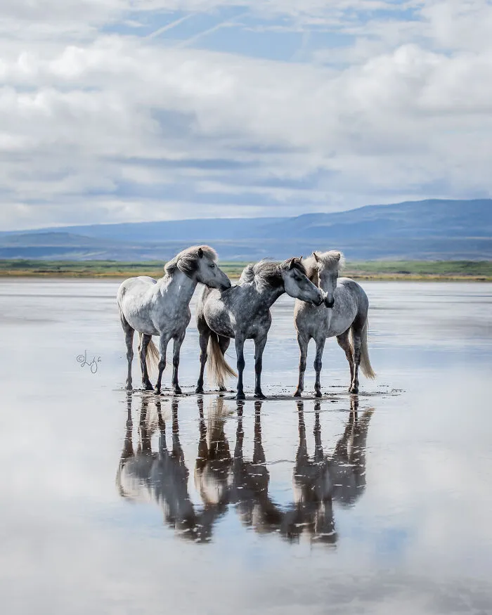 35 Pictures Of Beautiful Horses I Captured In Wild Icelandic Scenery (New Pics)