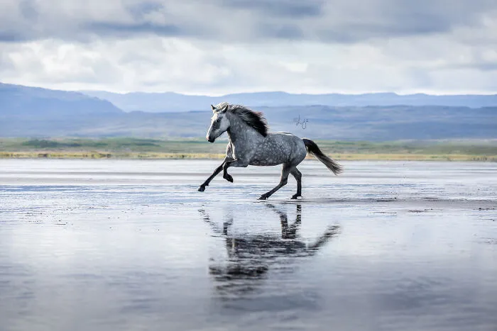 35 Pictures Of Beautiful Horses I Captured In Wild Icelandic Scenery (New Pics)