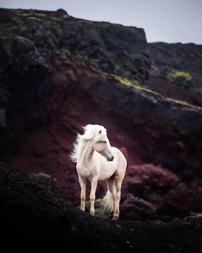 35 Pictures Of Beautiful Horses I Captured In Wild Icelandic Scenery (New Pics)