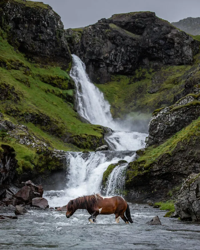 35 Pictures Of Beautiful Horses I Captured In Wild Icelandic Scenery (New Pics)