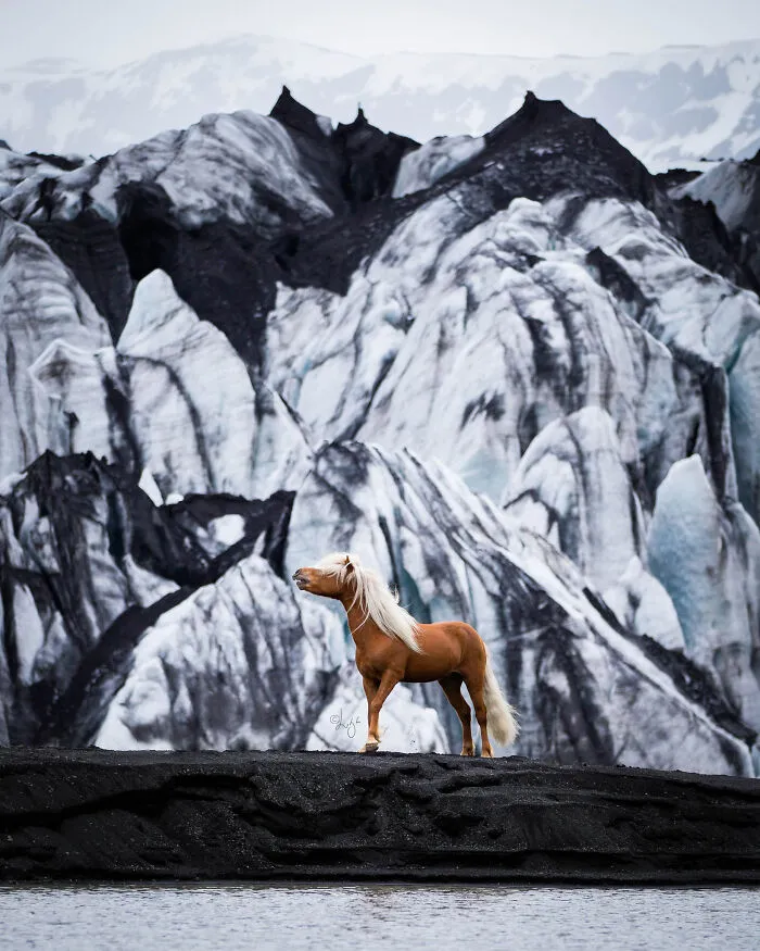35 Pictures Of Beautiful Horses I Captured In Wild Icelandic Scenery (New Pics)
