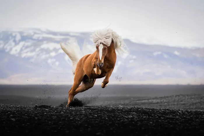 35 Pictures Of Beautiful Horses I Captured In Wild Icelandic Scenery (New Pics)