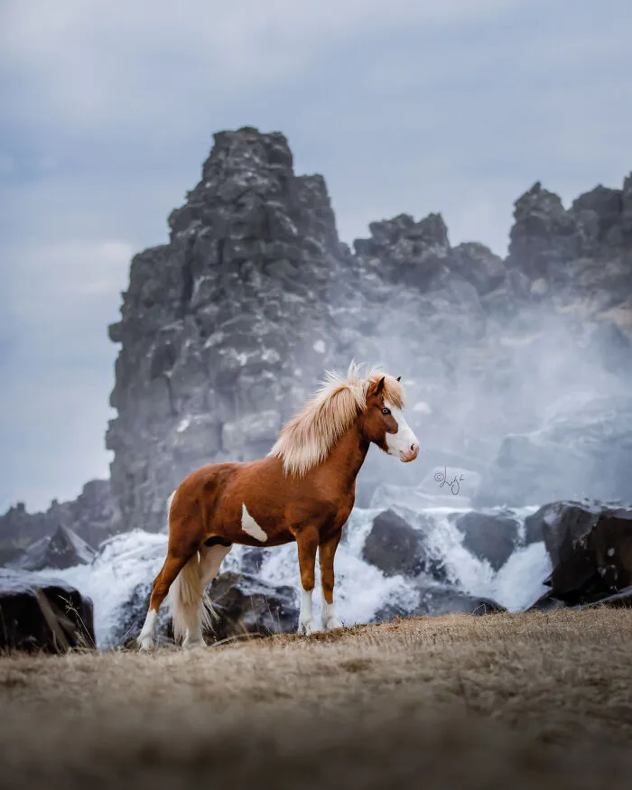 35 Pictures Of Beautiful Horses I Captured In Wild Icelandic Scenery (New Pics)