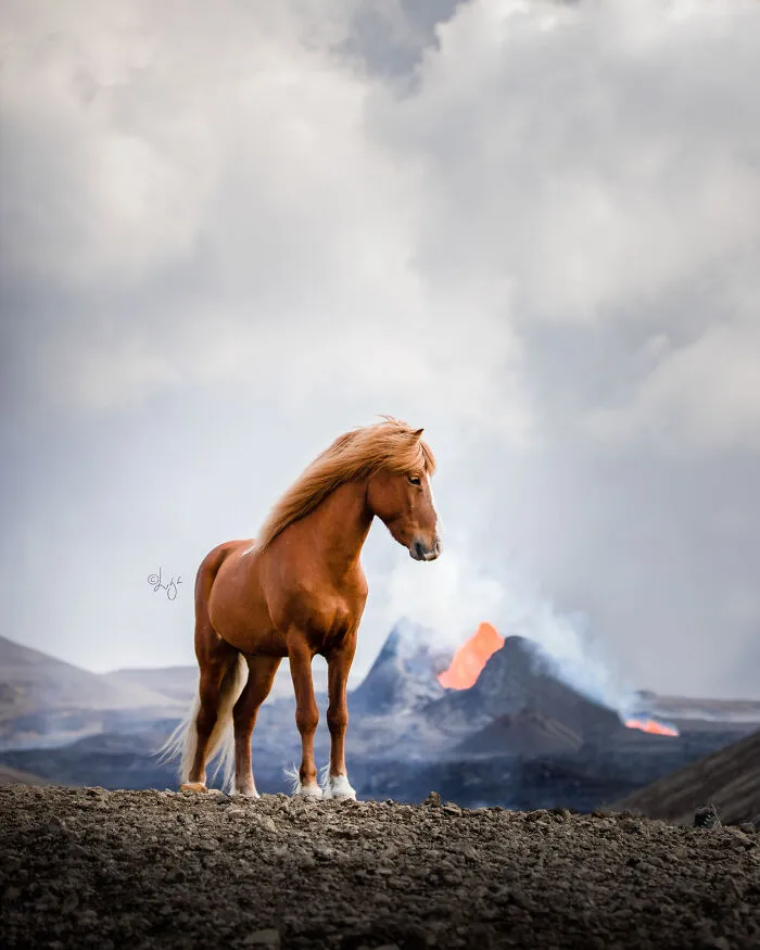 35 Pictures Of Beautiful Horses I Captured In Wild Icelandic Scenery (New Pics)