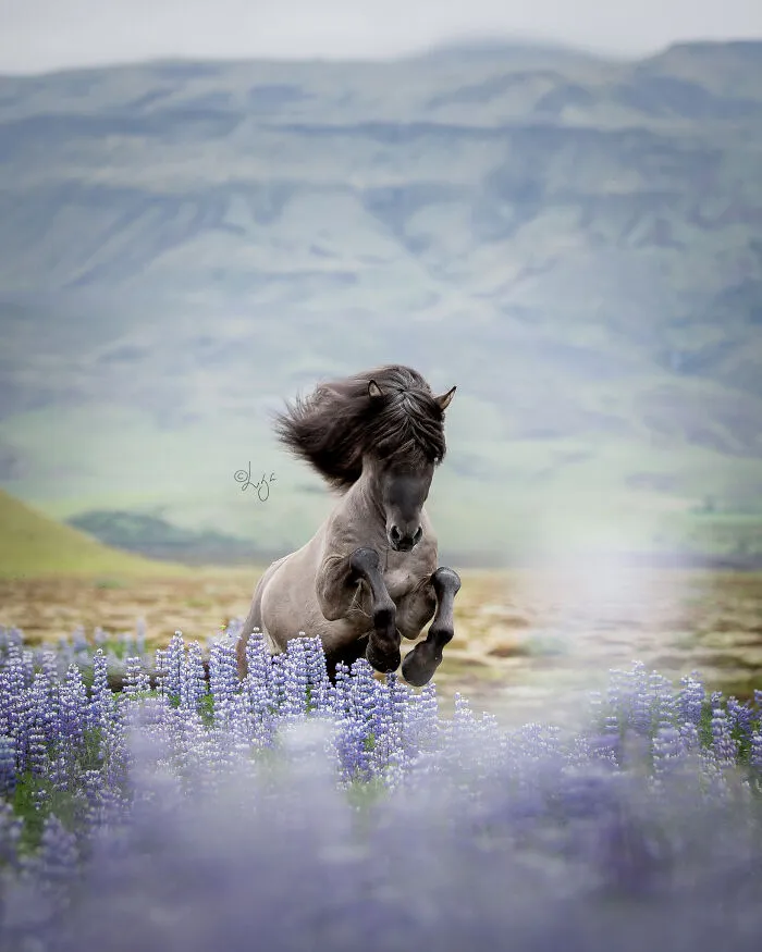 35 Pictures Of Beautiful Horses I Captured In Wild Icelandic Scenery (New Pics)