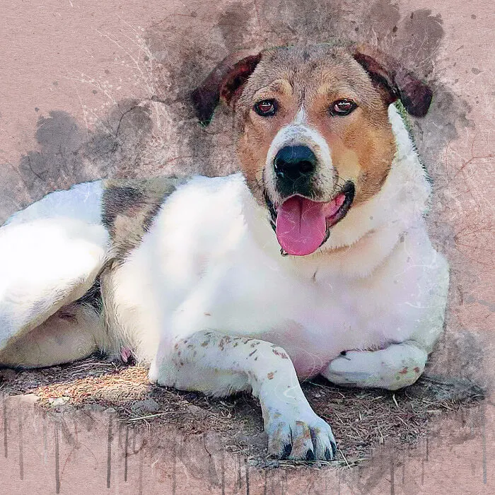 I Help Find New Homes For Heroic Blood Donor Dog And 17 Other Dogs In Need