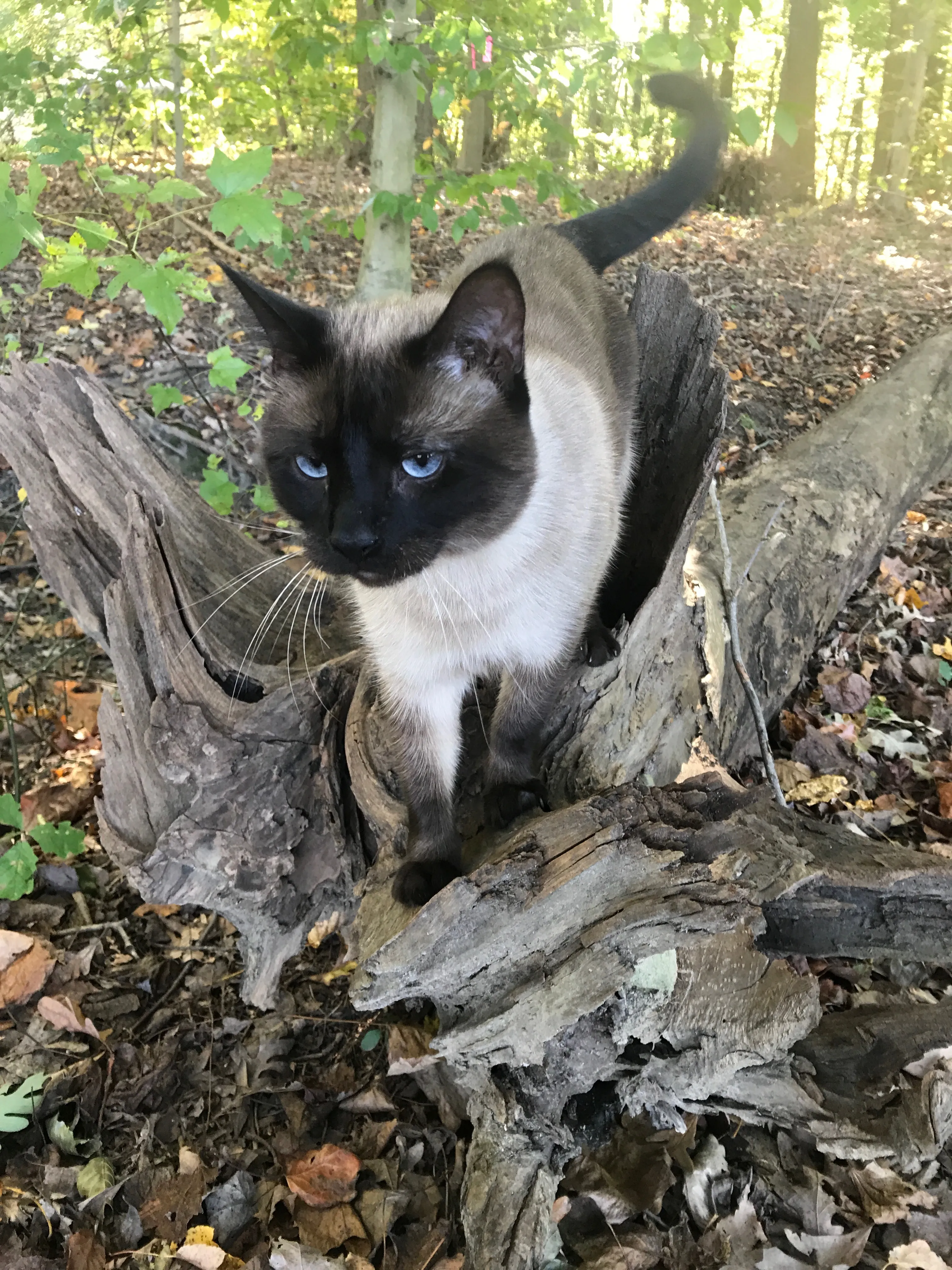 Rescue Cats