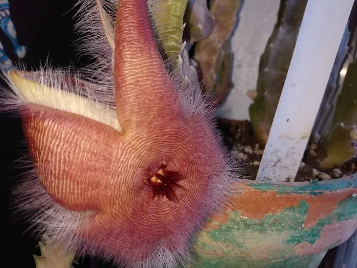 Starfish Bloom