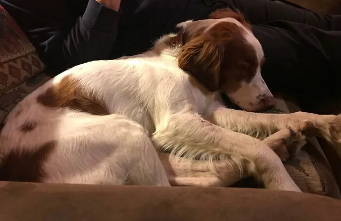 Dog-Tired
