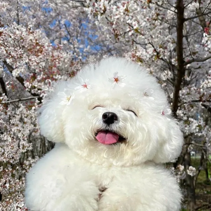 This Adorable Pup Makes The Silliest Faces (30 Pics)