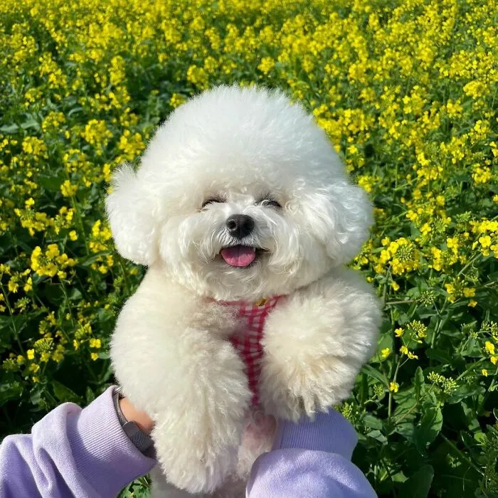 This Adorable Pup Makes The Silliest Faces (30 Pics)