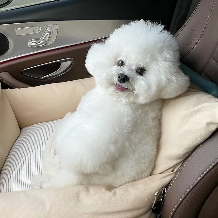 This Adorable Pup Makes The Silliest Faces (30 Pics)