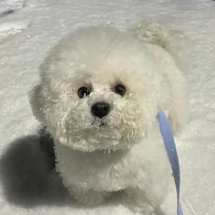 This Adorable Pup Makes The Silliest Faces (30 Pics)