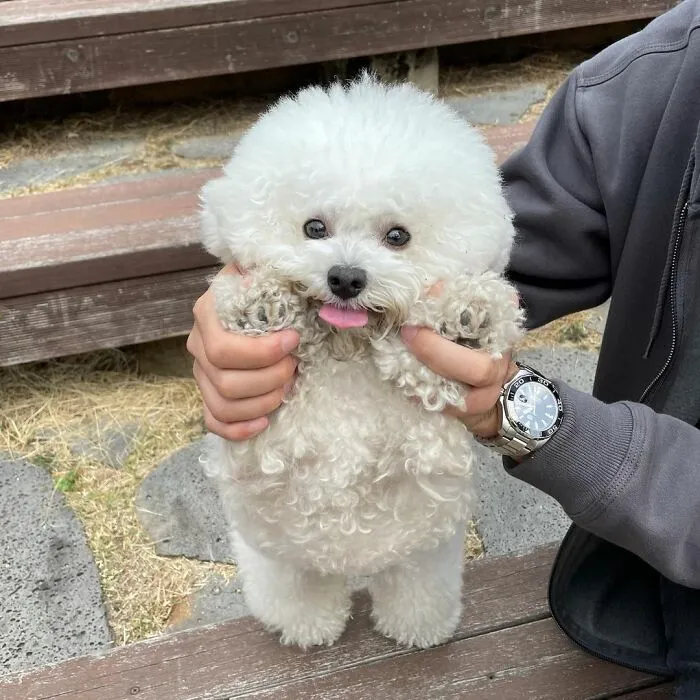 This Adorable Pup Makes The Silliest Faces (30 Pics)