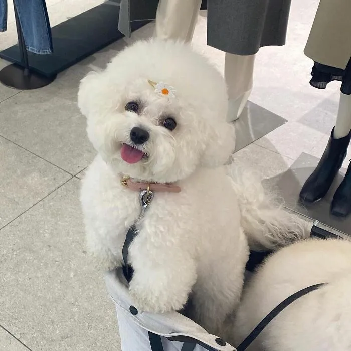 This Adorable Pup Makes The Silliest Faces (30 Pics)