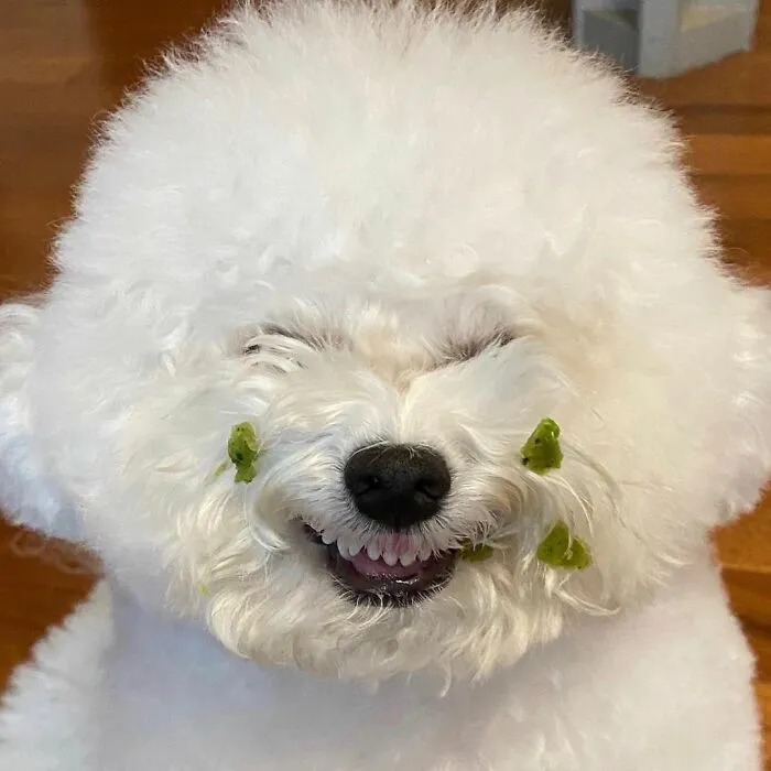 This Adorable Pup Makes The Silliest Faces (30 Pics)