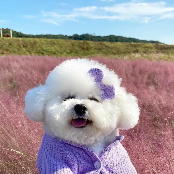 This Adorable Pup Makes The Silliest Faces (30 Pics)