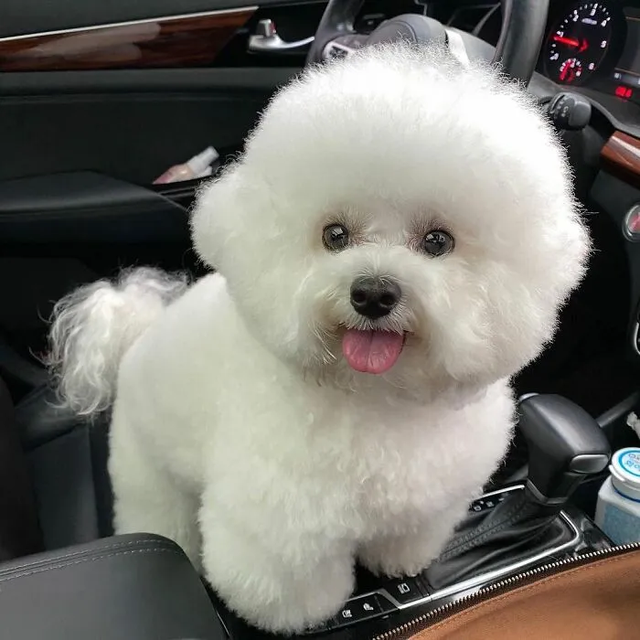 This Adorable Pup Makes The Silliest Faces (30 Pics)