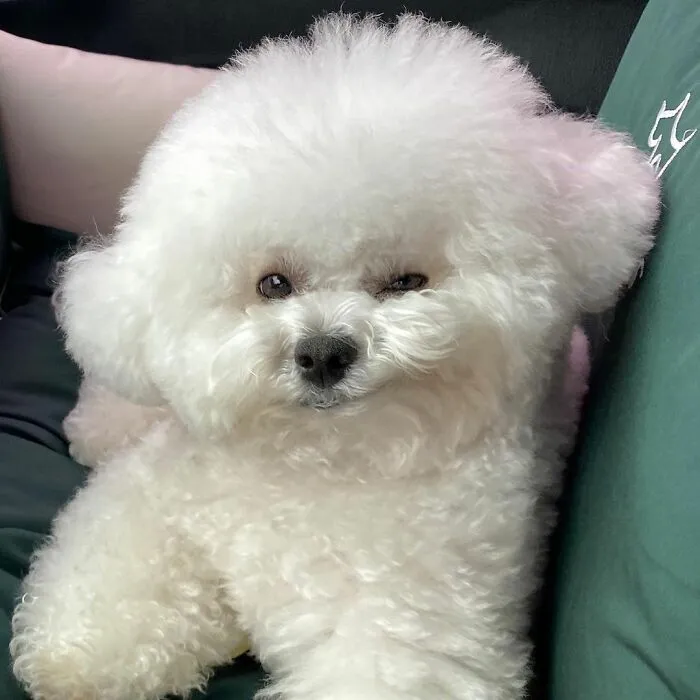 This Adorable Pup Makes The Silliest Faces (30 Pics)