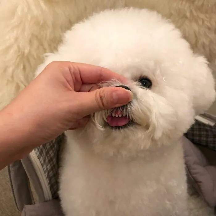 This Adorable Pup Makes The Silliest Faces (30 Pics)