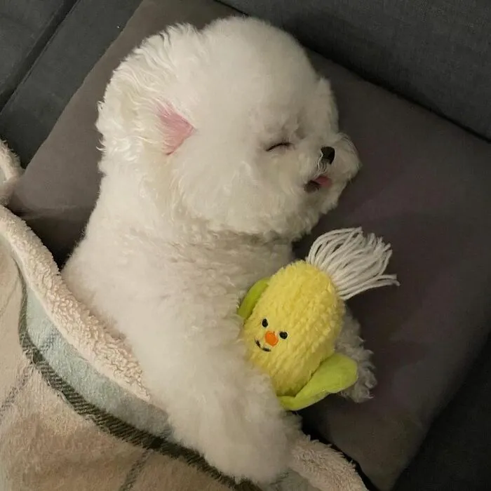 This Adorable Pup Makes The Silliest Faces (30 Pics)