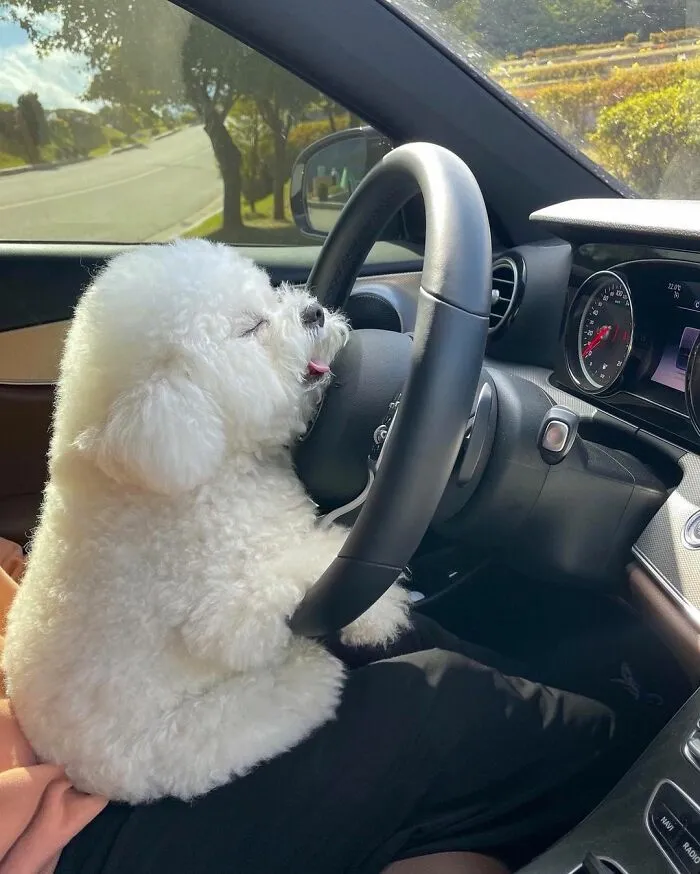 This Adorable Pup Makes The Silliest Faces (30 Pics)