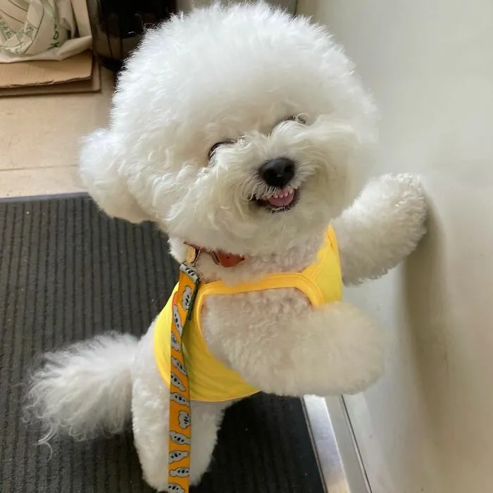 This Adorable Pup Makes The Silliest Faces (30 Pics)