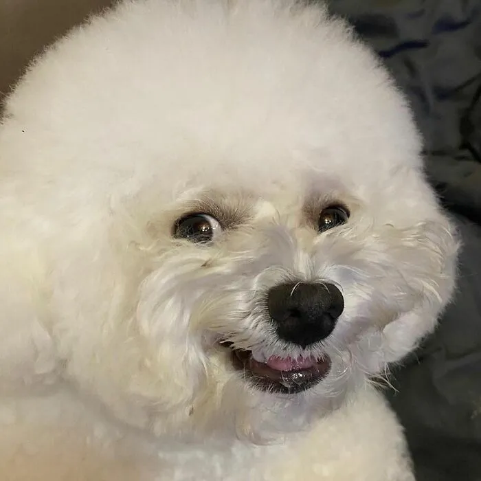 This Adorable Pup Makes The Silliest Faces (30 Pics)
