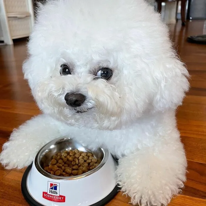 This Adorable Pup Makes The Silliest Faces (30 Pics)