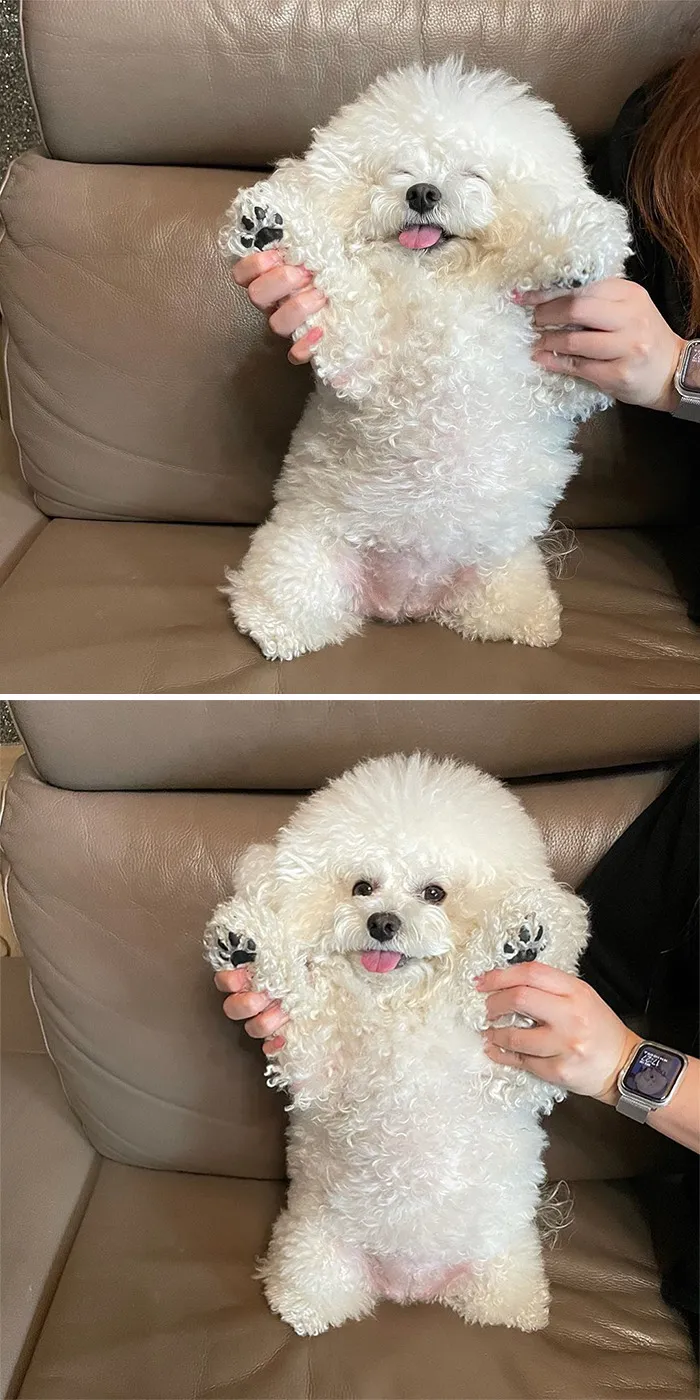 This Adorable Pup Makes The Silliest Faces (30 Pics)