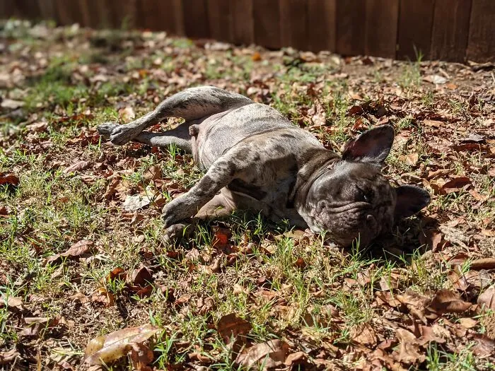 Sutro Enjoying The Nice Fall Weather