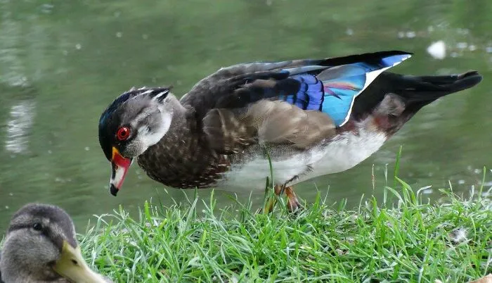 Photobombed Wood Duck